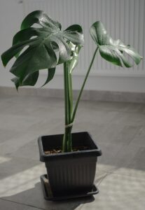 %site name% 1 Monstera Plant Can Lighten Up Your Space For A Huge Extent! Monstera Plant Can Lighten Up Your Space For A Huge Extent!