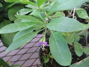 gogi berry plant