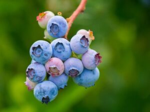 blueberries