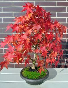 bonsai trees