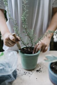 bonsai trees