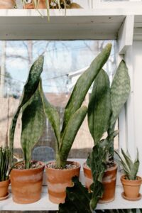 snake plant