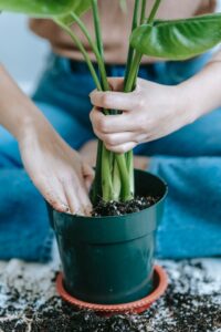 indoor plants