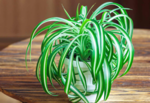 Low-light indoor plants 
