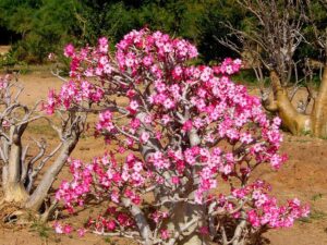 desert rose