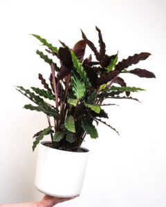 Calathea ornata