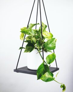 pothos plant