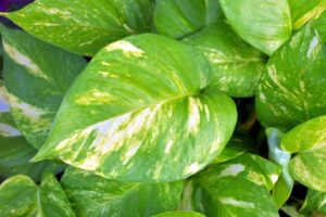 pothos plant