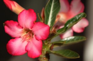 desert rose