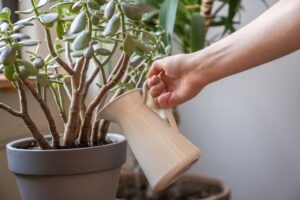 jade plant care