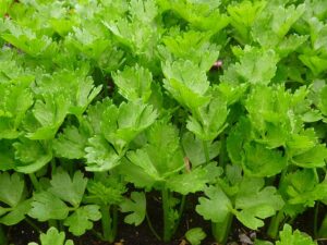 How To Grow Celery 