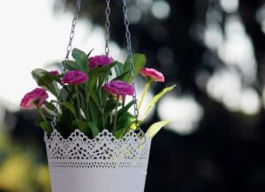 hanging plants