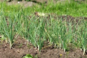 garlic plant 