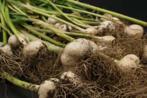 garlic plant