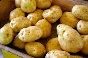 growing potatoes 