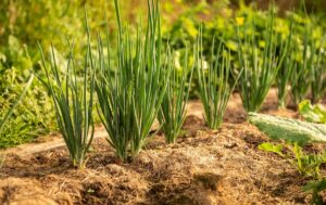 plant onions at home 