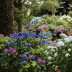 %site name% 1 Exploring the Beauty of Hydrangea Trees: Growing, Propagating, and Care Tips Exploring the Beauty of Hydrangea Trees: Growing, Propagating, and Care Tips
