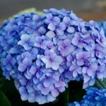 %site name% 3 Exploring the Beauty of Hydrangea Trees: Growing, Propagating, and Care Tips Exploring the Beauty of Hydrangea Trees: Growing, Propagating, and Care Tips