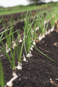 plant onions at home 