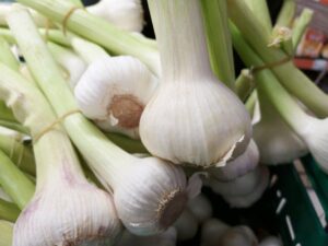 garlic plant