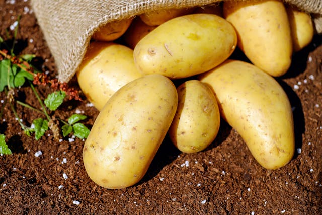 growing potatoes
