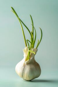 growing garlic 