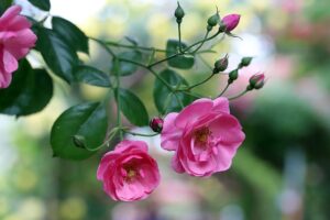 rose propagation 