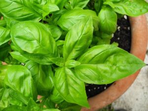 basil plants 