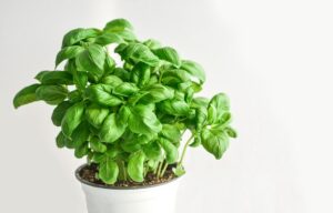 growing basil 