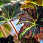 %site name% 1 Exploring the Diverse World of Begonias: Types, Care, and Tips for Growing Exploring the Diverse World of Begonias: Types, Care, and Tips for Growing