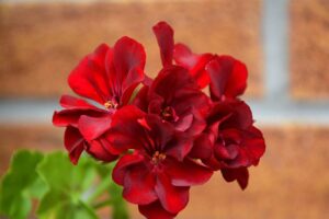 %site name% 4 Mastering Geranium Propagation: Cuttings, Leaves, and Post-Winter Planting Mastering Geranium Propagation: Cuttings, Leaves, and Post-Winter Planting