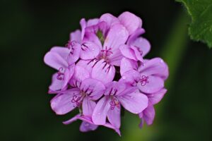 %site name% 3 Mastering Geranium Propagation: Cuttings, Leaves, and Post-Winter Planting Mastering Geranium Propagation: Cuttings, Leaves, and Post-Winter Planting