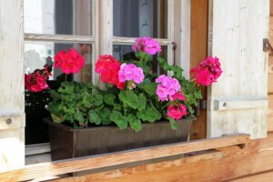 %site name% 1 Mastering Geranium Propagation: Cuttings, Leaves, and Post-Winter Planting Mastering Geranium Propagation: Cuttings, Leaves, and Post-Winter Planting