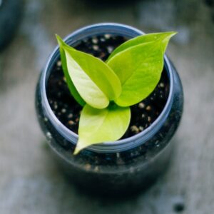 neon pothos