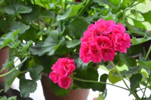 %site name% 2 Mastering Geranium Propagation: Cuttings, Leaves, and Post-Winter Planting Mastering Geranium Propagation: Cuttings, Leaves, and Post-Winter Planting