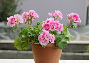 geranium propagation
