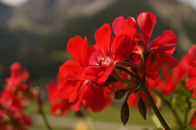 geranium propagation