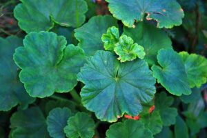 geranium leaves
