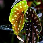 Type of begonia