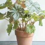 Types of begonia