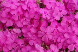 phlox 