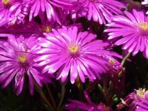 Ground cover plants 