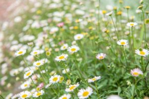 ground cover plants 