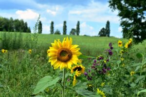 Giant sunflowers
