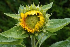 Giant sunflowers

