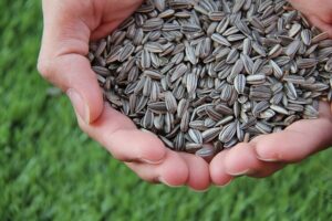 Giant Sunflowers seeds
