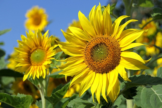 Giant sunflower